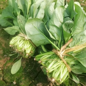 献县李谢菠菜大量上市