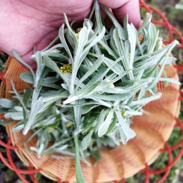 新鲜鼠曲草野生清明草秋菊草批发零售