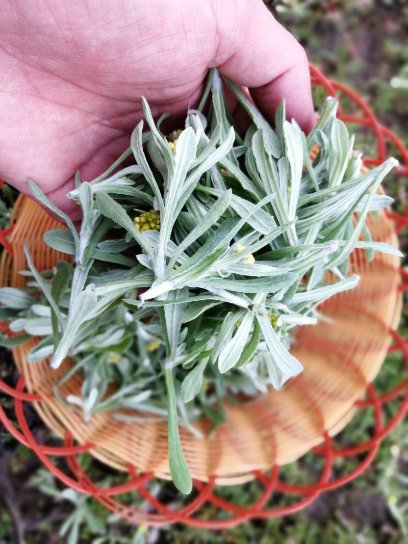 新鲜鼠曲草野生清明草秋菊草批发零售