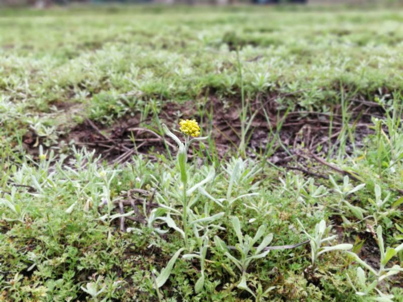 新鲜鼠曲草野生清明草秋菊草批发零售
