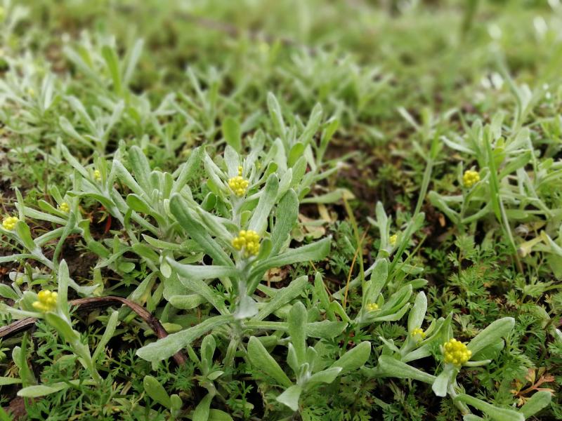 新鲜鼠曲草野生清明草秋菊草批发零售