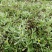 新鲜鼠曲草野生清明草秋菊草批发零售