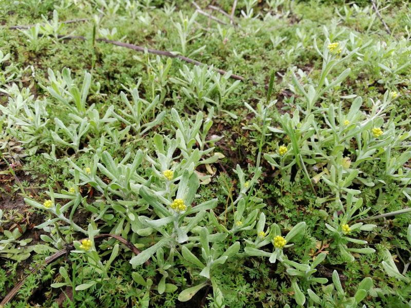 新鲜鼠曲草野生清明草秋菊草批发零售