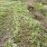 新鲜鼠曲草野生清明草秋菊草批发零售