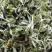 新鲜鼠曲草野生清明草秋菊草批发零售