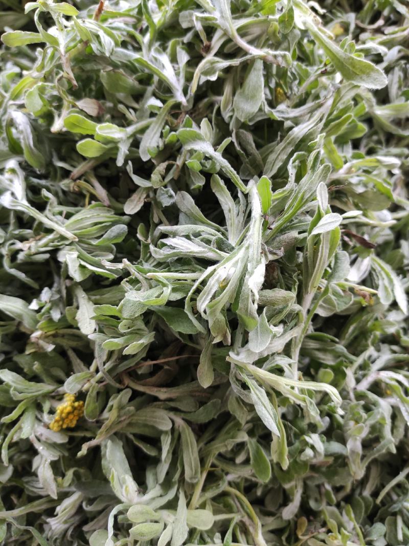 新鲜鼠曲草野生清明草秋菊草批发零售