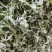 新鲜鼠曲草野生清明草秋菊草批发零售