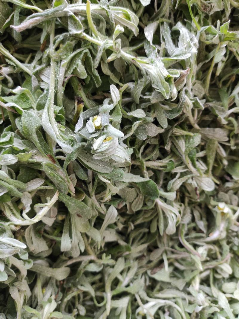 新鲜鼠曲草野生清明草秋菊草批发零售