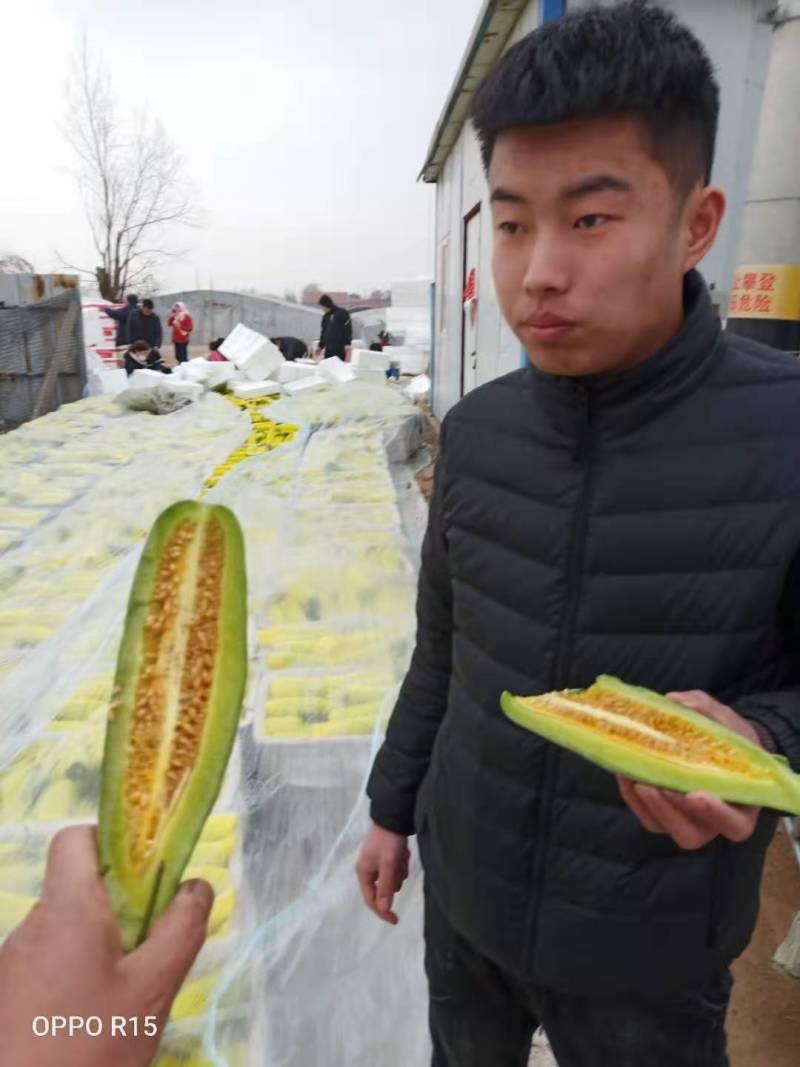 山东产地羊角密，蜜园十八，七二，密七七，六一，博羊九号