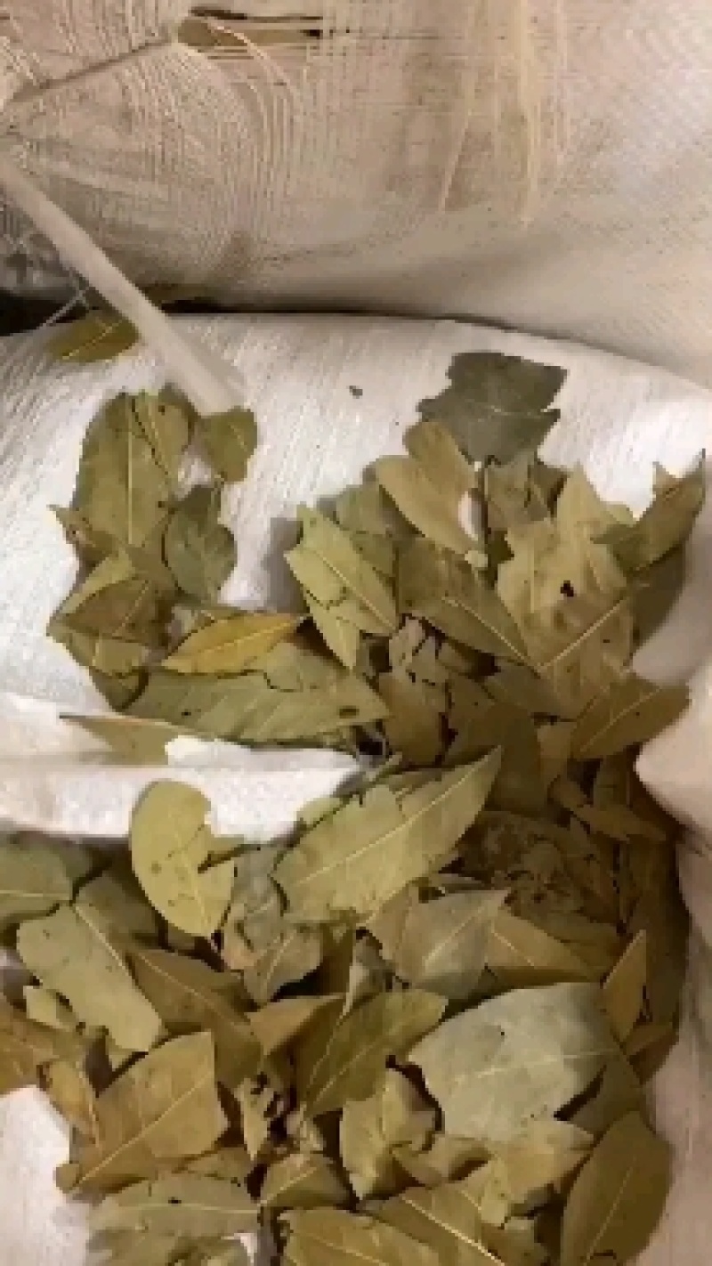 特绿香叶，统绿香叶，统货香叶，大量供应，批零兼营