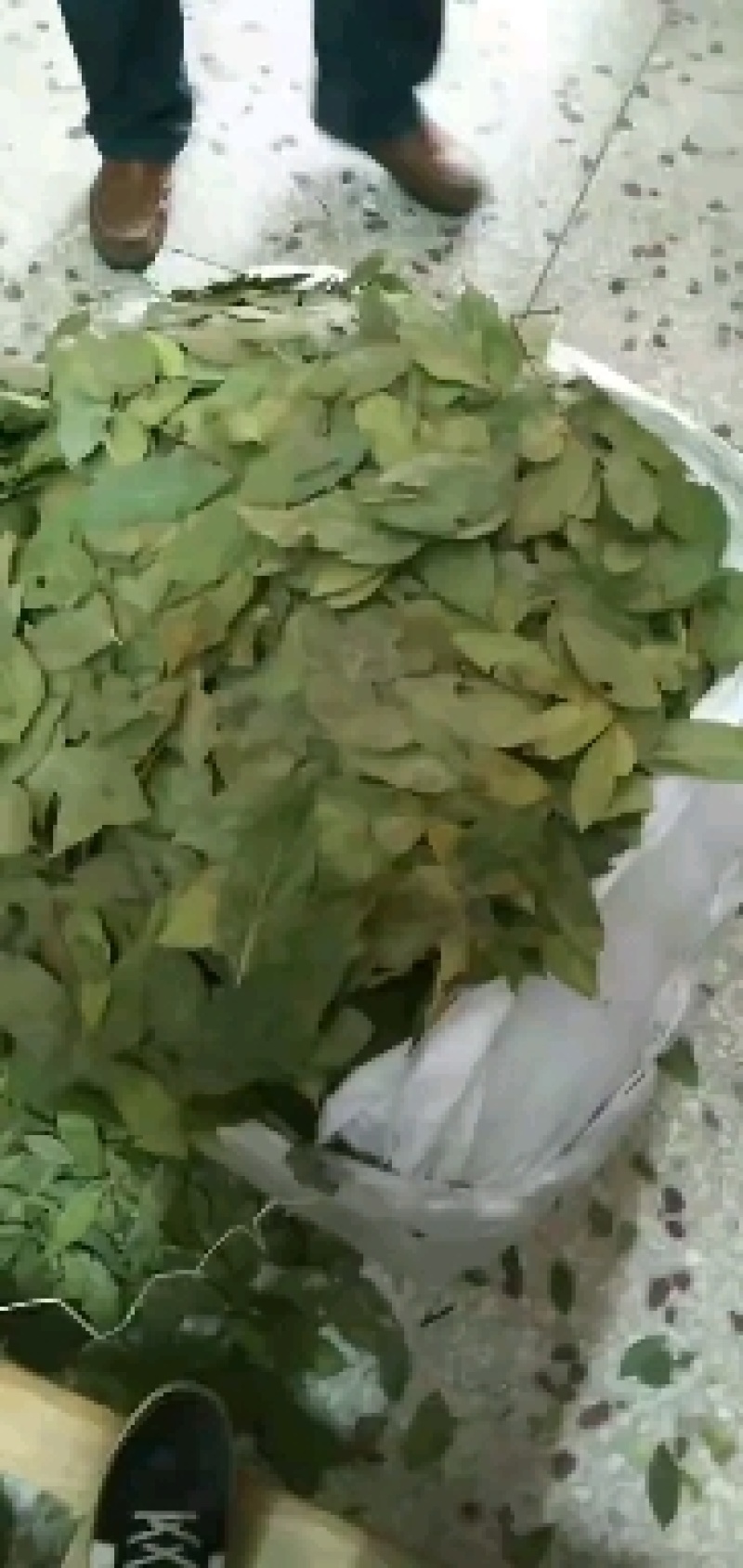 特绿香叶，统绿香叶，统货香叶，大量供应，批零兼营