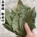 特绿香叶，统绿香叶，统货香叶，大量供应，批零兼营