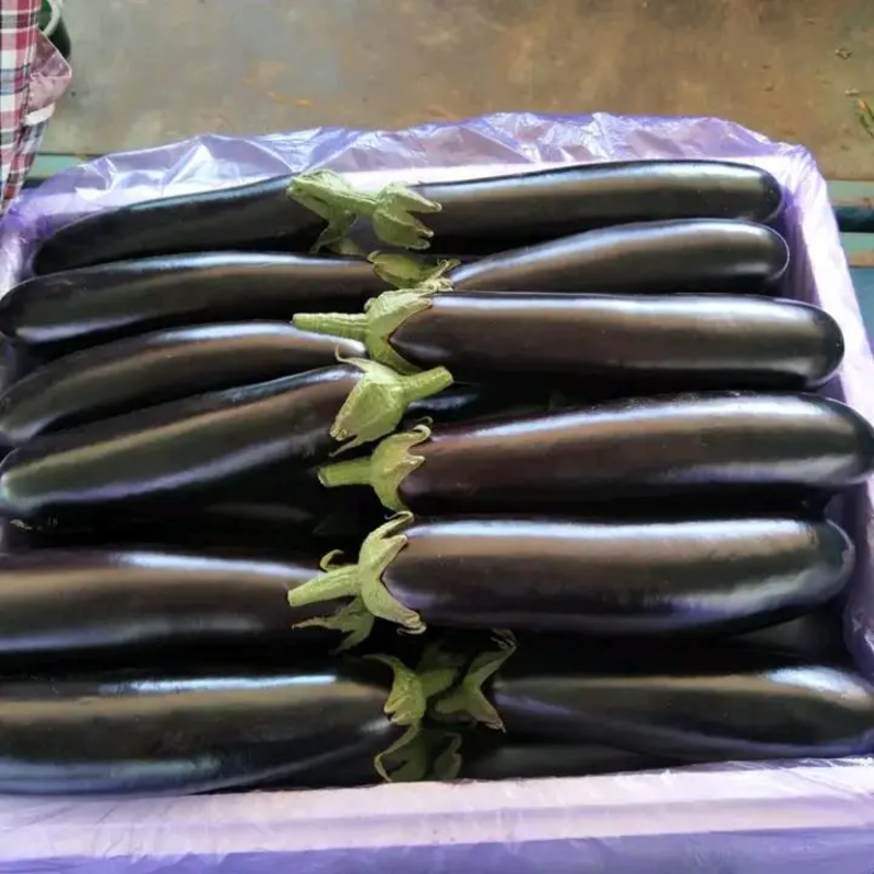 精品茄子紫茄子圆茄大量上市，产地直供，