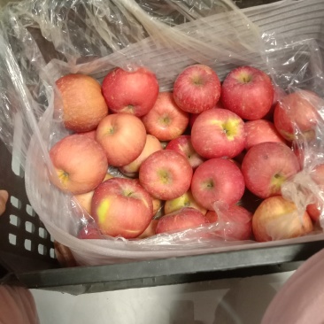 烟台富士大量供应，装筐货