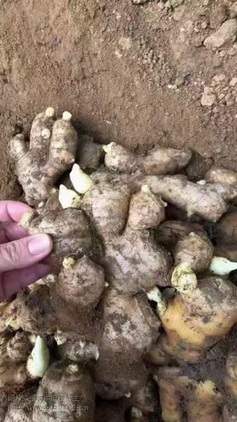 优质高产王368姜种山东优质高产王姜种培育种植基地