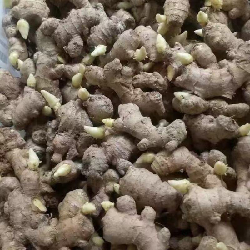 优质高产王368姜种山东优质高产王姜种培育种植基地