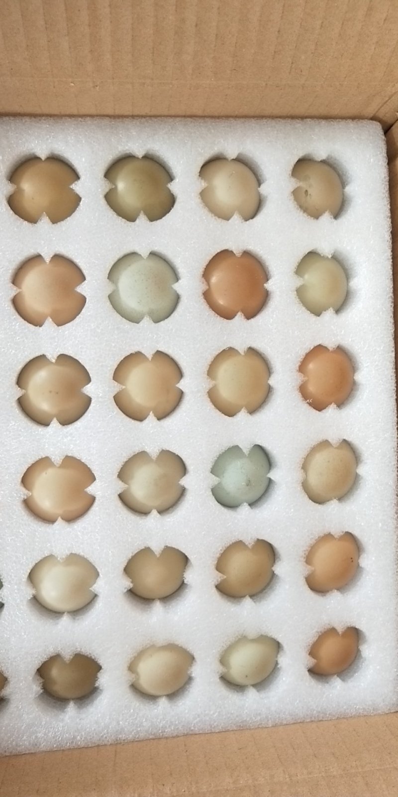 湖北恩施特产七彩山鸡蛋放养礼品