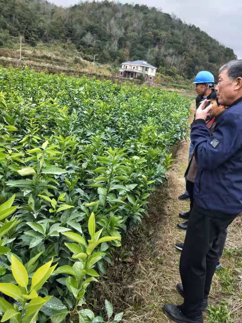 黄美人柑橘苗，苗木粗壮，根系发达。绿意盎然，长势非常好。