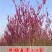紫荆花树苗四季室外庭院开花树紫荆树苗耐寒绿化工程苗紫荆花
