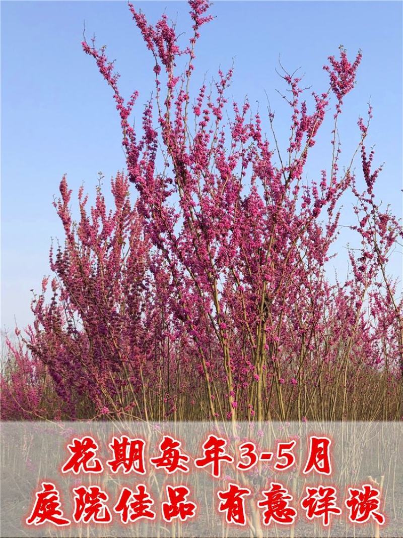 紫荆花树苗四季室外庭院开花树紫荆树苗耐寒绿化工程苗紫荆花