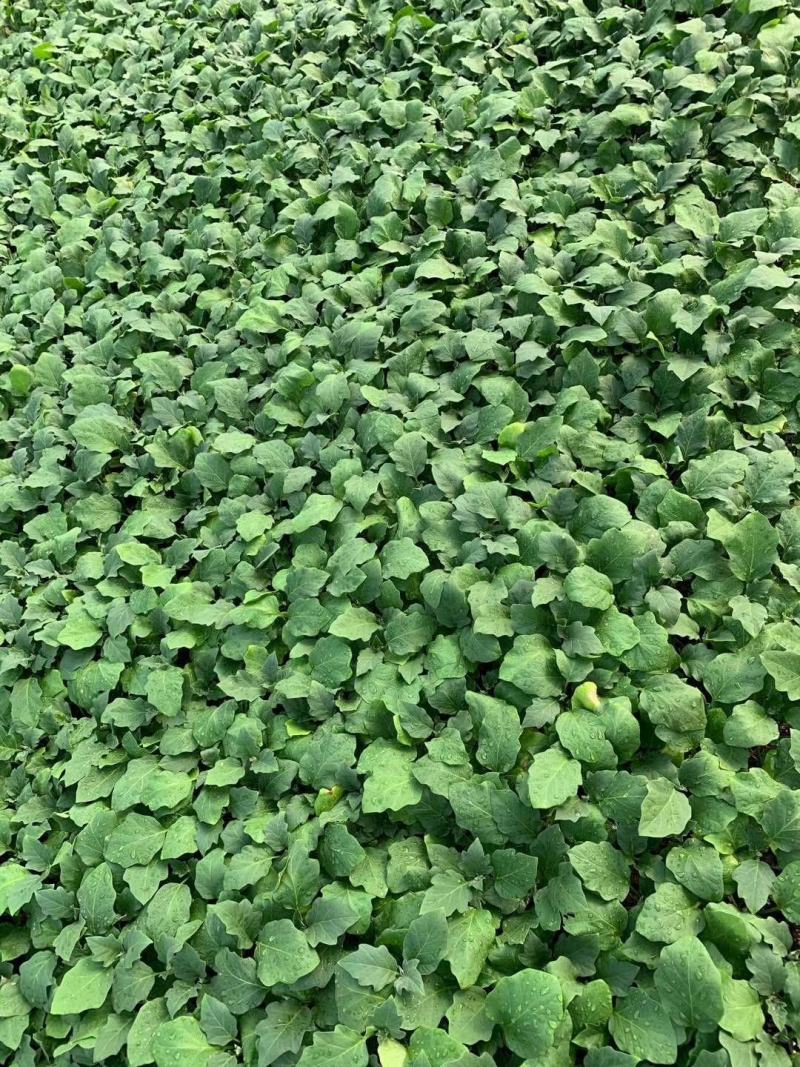 茄子苗，嫁接系优质茄苗，质量好！苗厂直接对接！