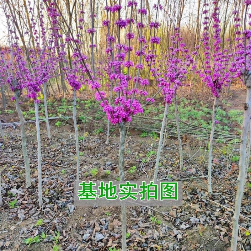 紫荆花树苗四季室外庭院开花树紫荆树苗耐寒绿化工程苗