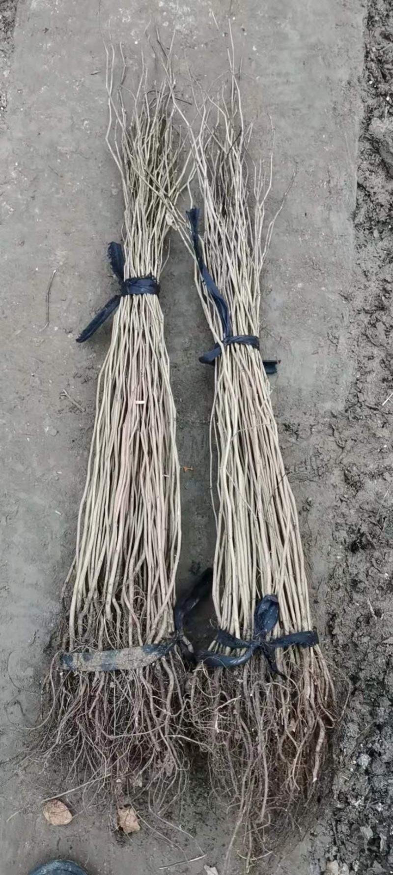 紫荆花树苗四季室外庭院开花树紫荆树苗耐寒绿化工程苗