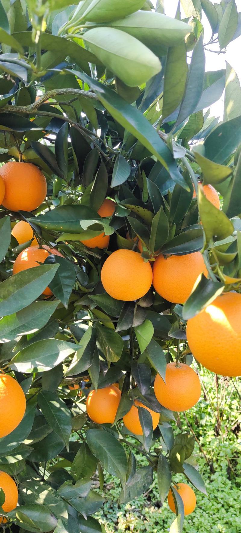 夏橙苗，阿尔及利亚夏橙，福罗斯特夏橙苗苗场，产地批发