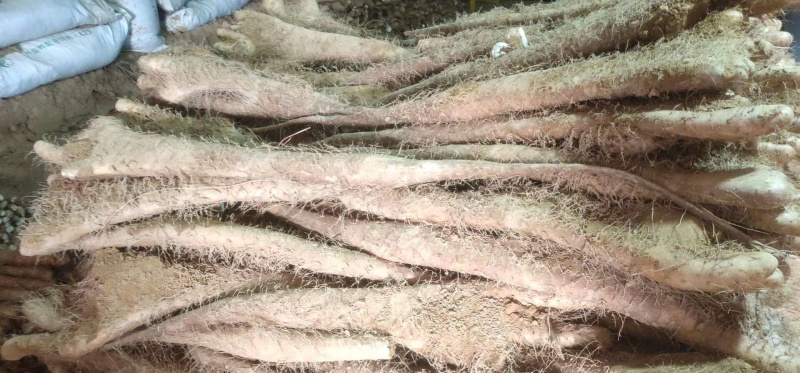 山西白玉山药～大量上市……🀄️