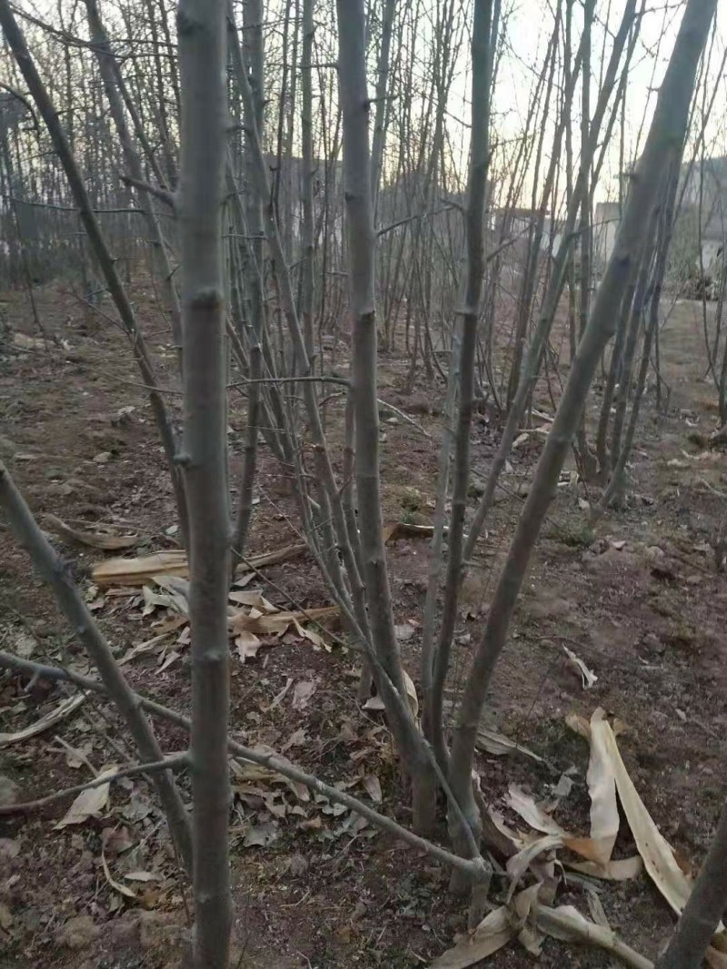 苹果树乔灌木绿化苗木