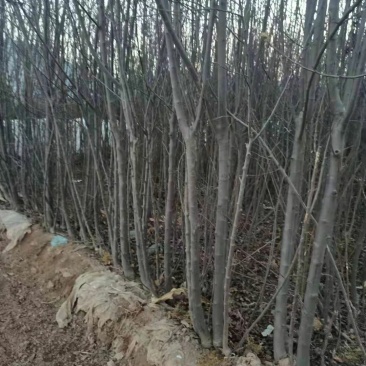 苹果树乔灌木绿化苗木