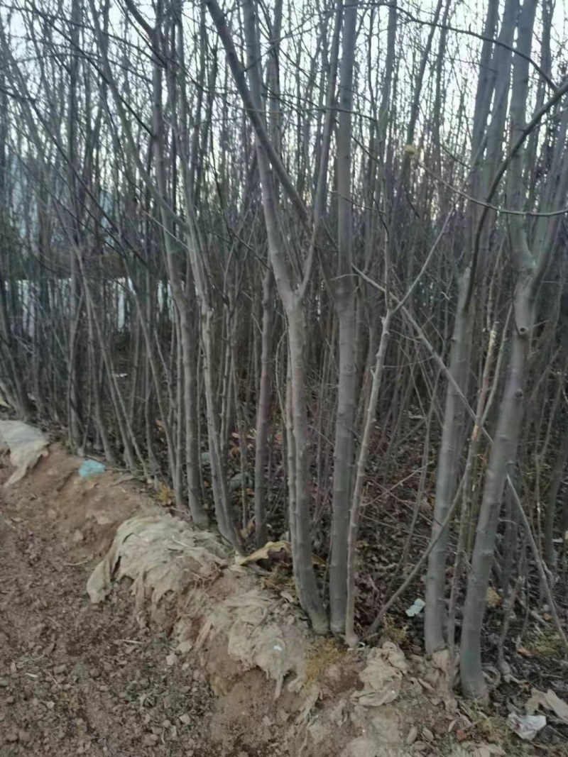苹果树乔灌木绿化苗木