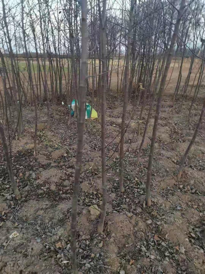 苹果树乔灌木绿化苗木