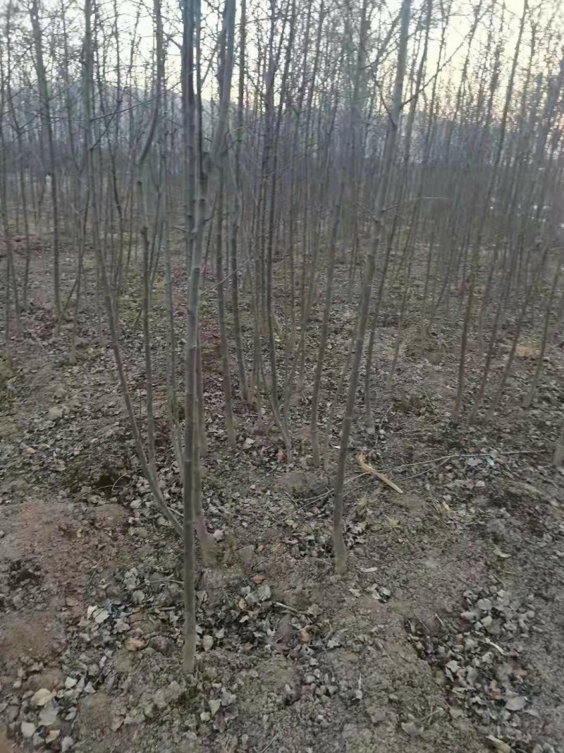 苹果树乔灌木绿化苗木