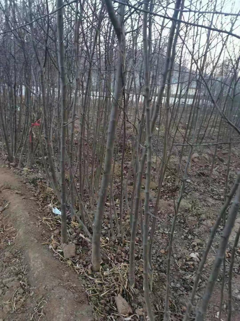 苹果树乔灌木绿化苗木