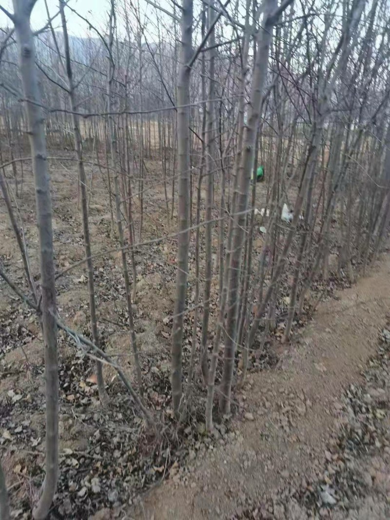 苹果树乔灌木绿化苗木