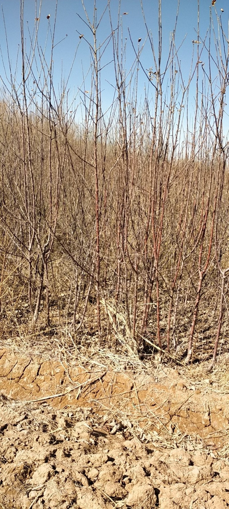 苹果树乔灌木绿化苗木