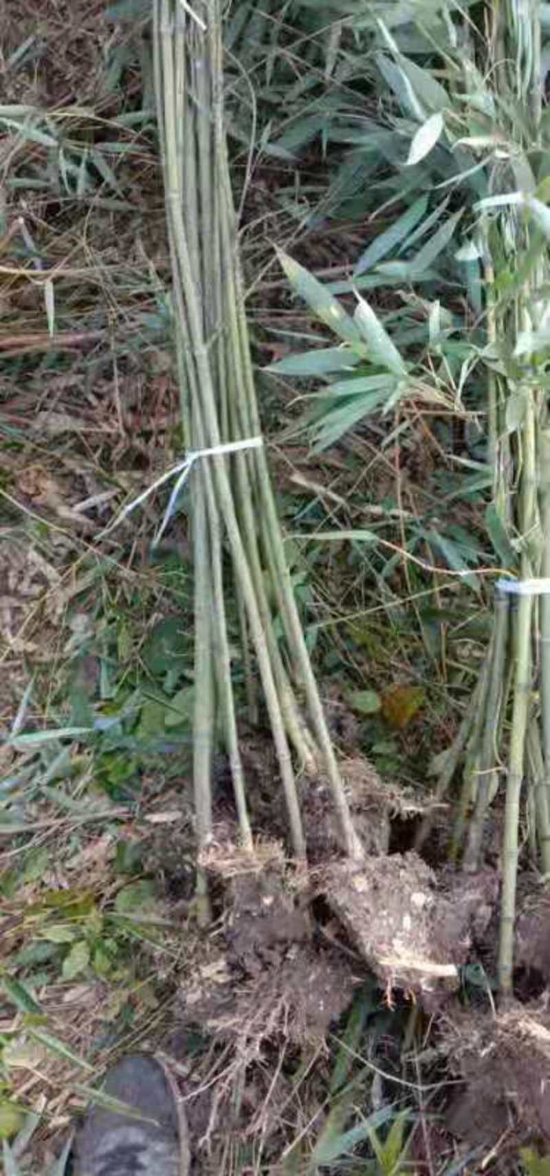 1.5米竹子，2米竹子，2.5米竹子，3米竹子视频看货