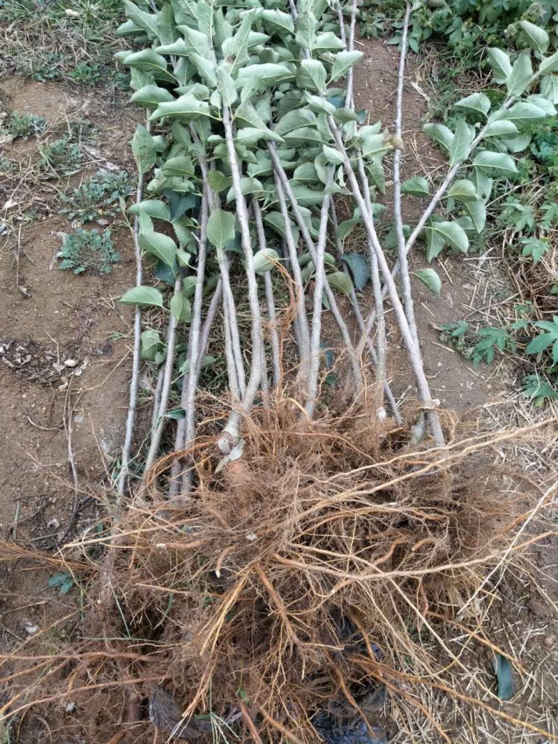 冰糖心苹果，甜度高，品质保证，脆甜可口，基地直供