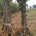 冰糖心苹果，甜度高，品质保证，脆甜可口，基地直供