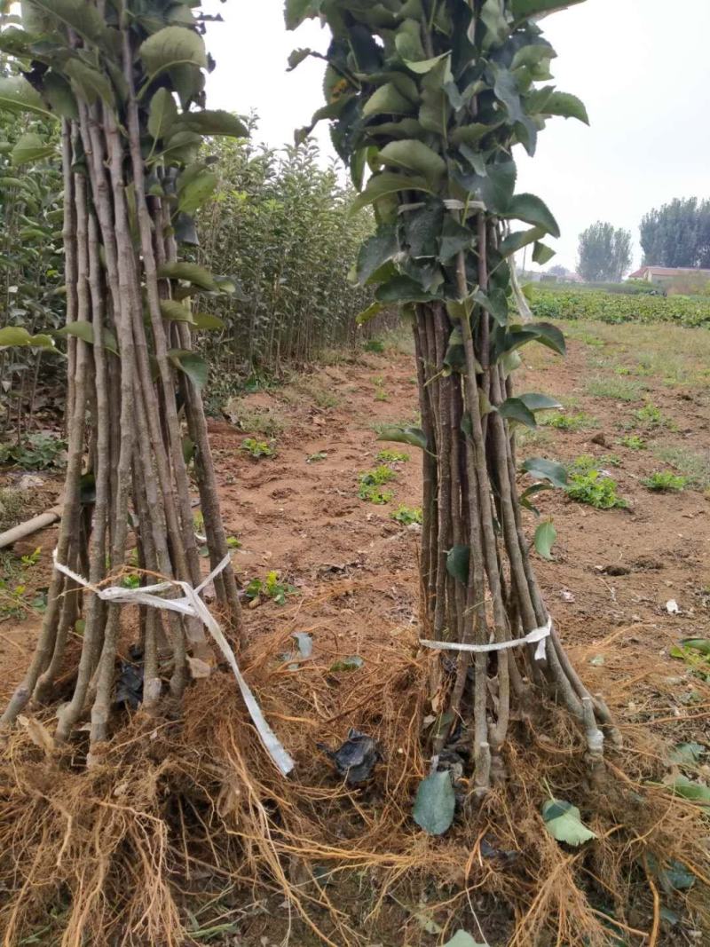 冰糖心苹果，甜度高，品质保证，脆甜可口，基地直供