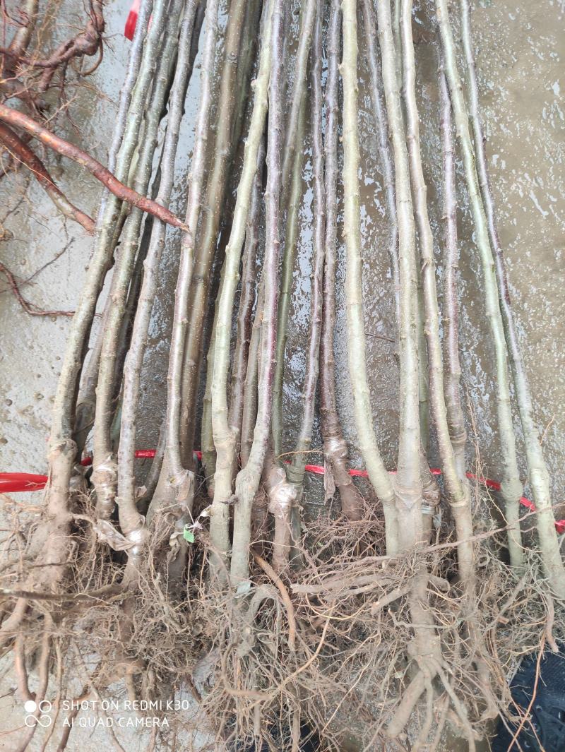 冰糖心苹果，甜度高，品质保证，脆甜可口，基地直供