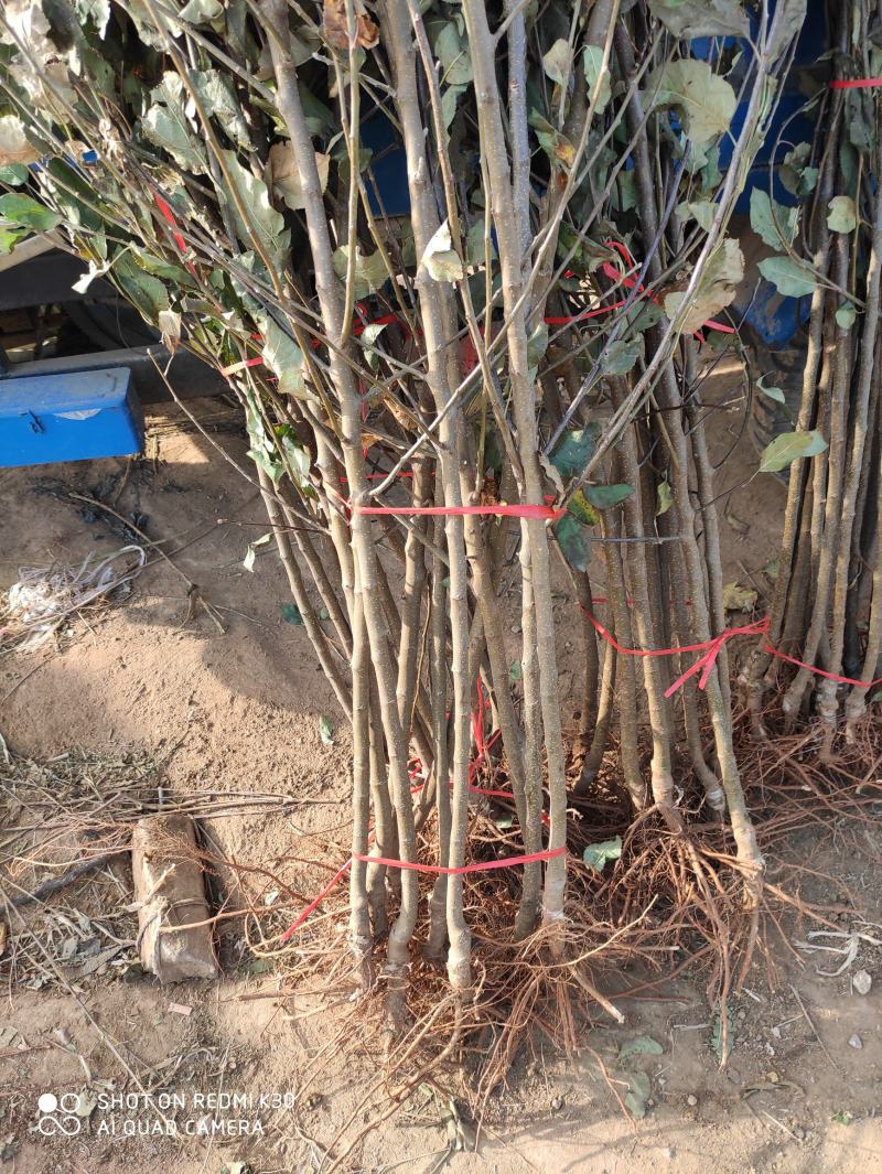 冰糖心苹果，甜度高，品质保证，脆甜可口，基地直供