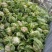 汉中白花菜花，乳白色包的瓷实物美价廉，产地直供日产10万吨