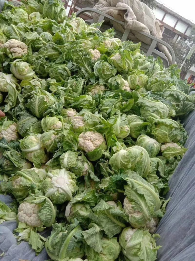 汉中白花菜花，乳白色包的瓷实物美价廉，产地直供日产10万吨