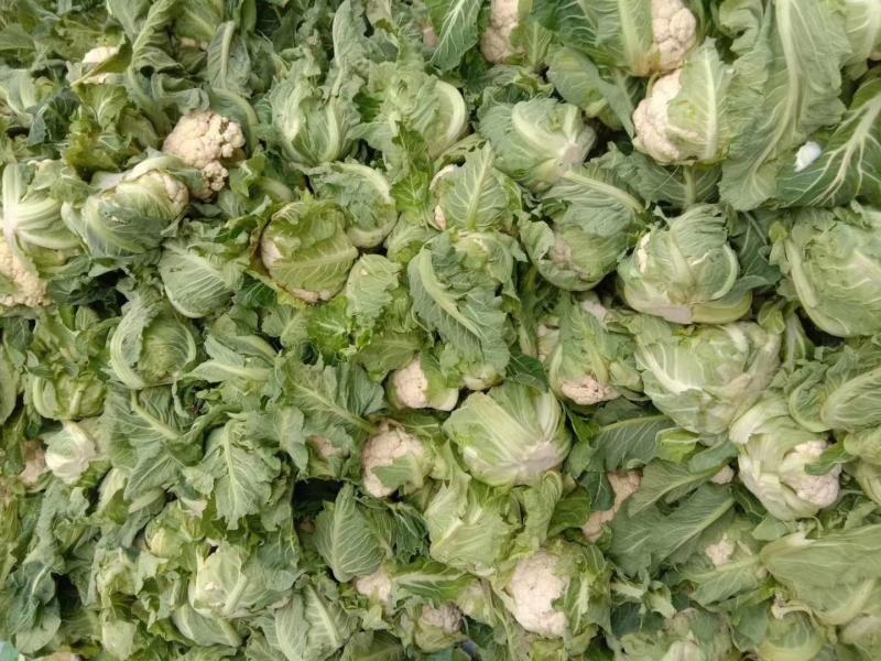 汉中白花菜花，乳白色包的瓷实物美价廉，产地直供日产10万吨