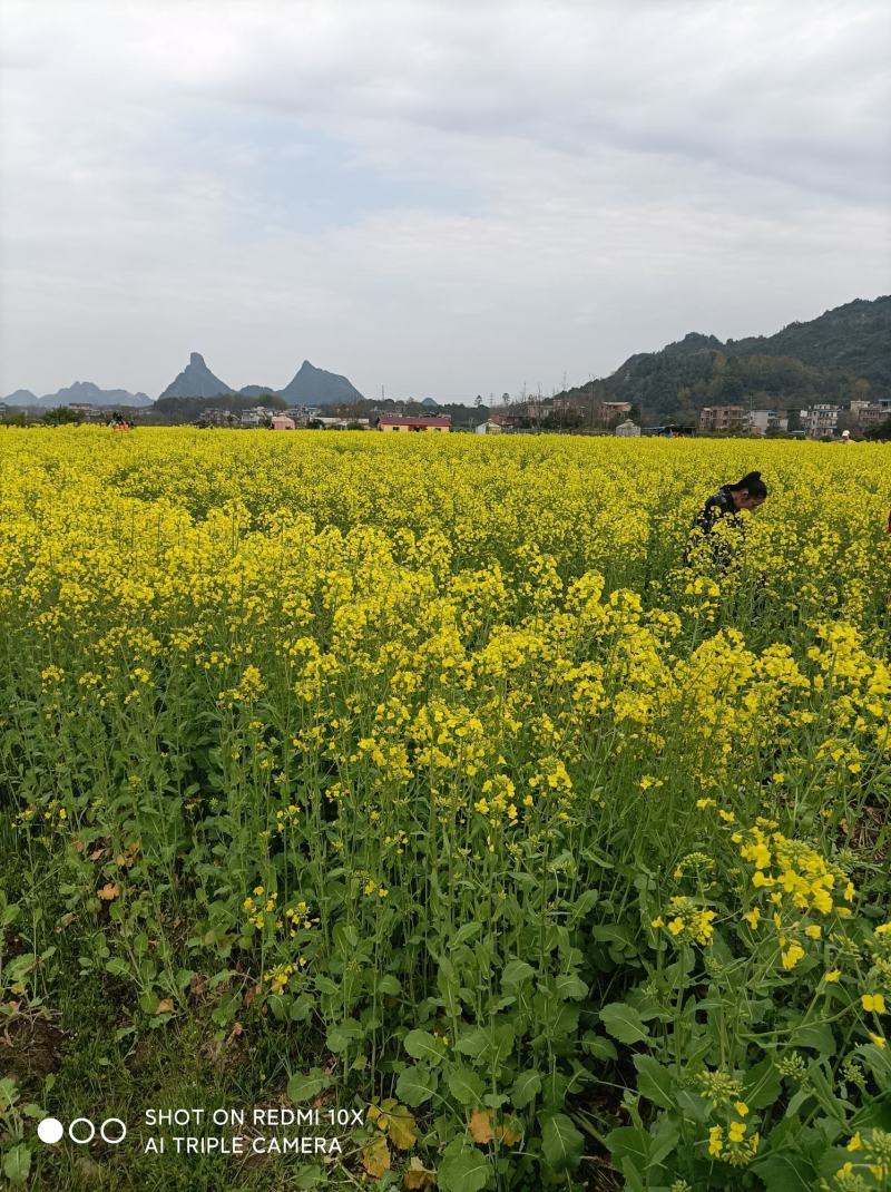 油菜籽成熟了，需要的老板请速度联系，真在收割了