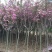 樱花苗樱花树苗日本樱花小苗嫁接早樱晚樱盆栽庭院绿化苗