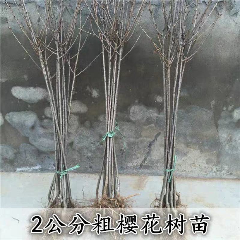 樱花苗樱花树苗日本樱花小苗嫁接早樱晚樱盆栽庭院绿化苗
