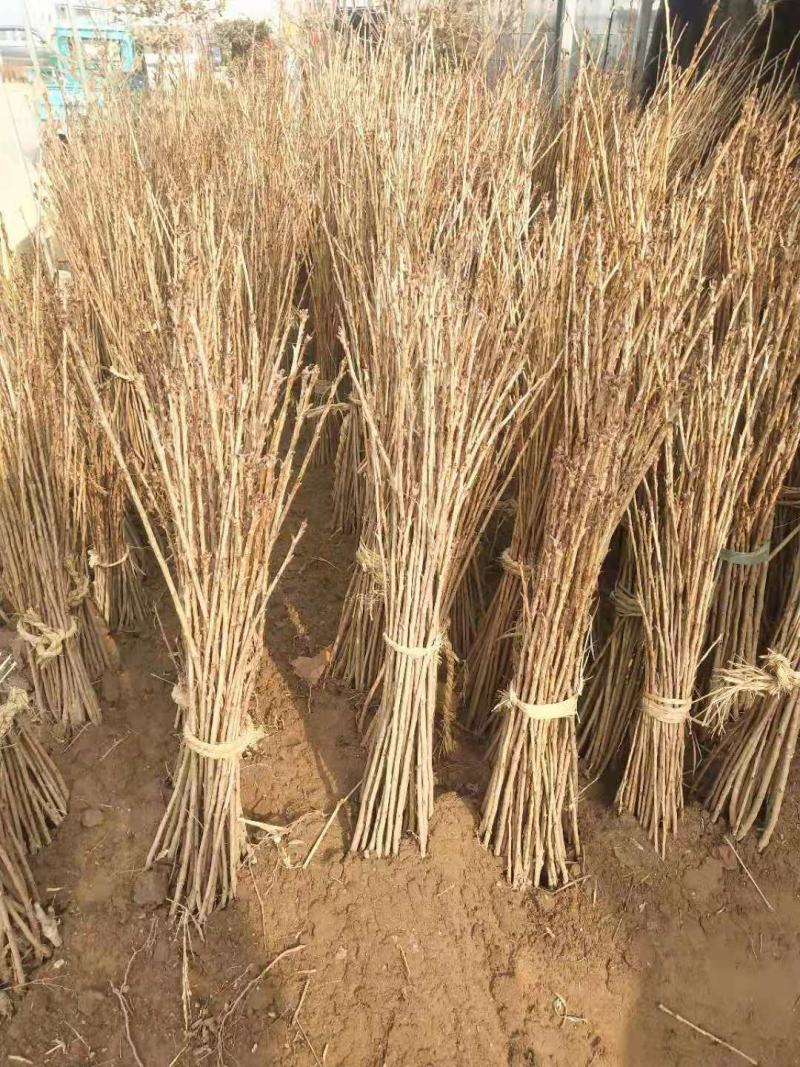 樱花苗樱花树苗日本樱花小苗嫁接早樱晚樱盆栽庭院绿化苗
